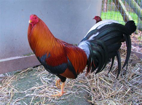 Considered an Asian fowl rather than an American breed because of its roots, Roundheads exhibits black spurs and are peacombs, comign ether yellow legged or white legged, red eyed and pale yellow hackles. . Yellow leg hatch gamefowl history